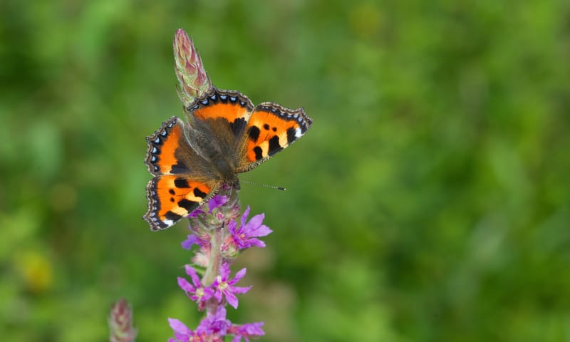Kleine vos vlinder op bloem