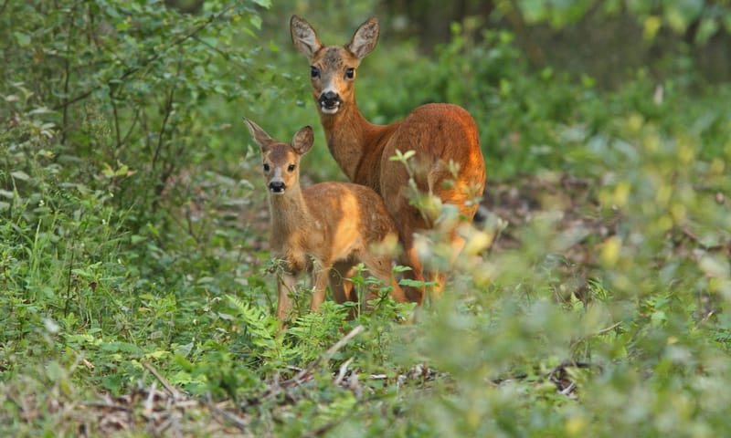Kraamkamer van moeder natuur