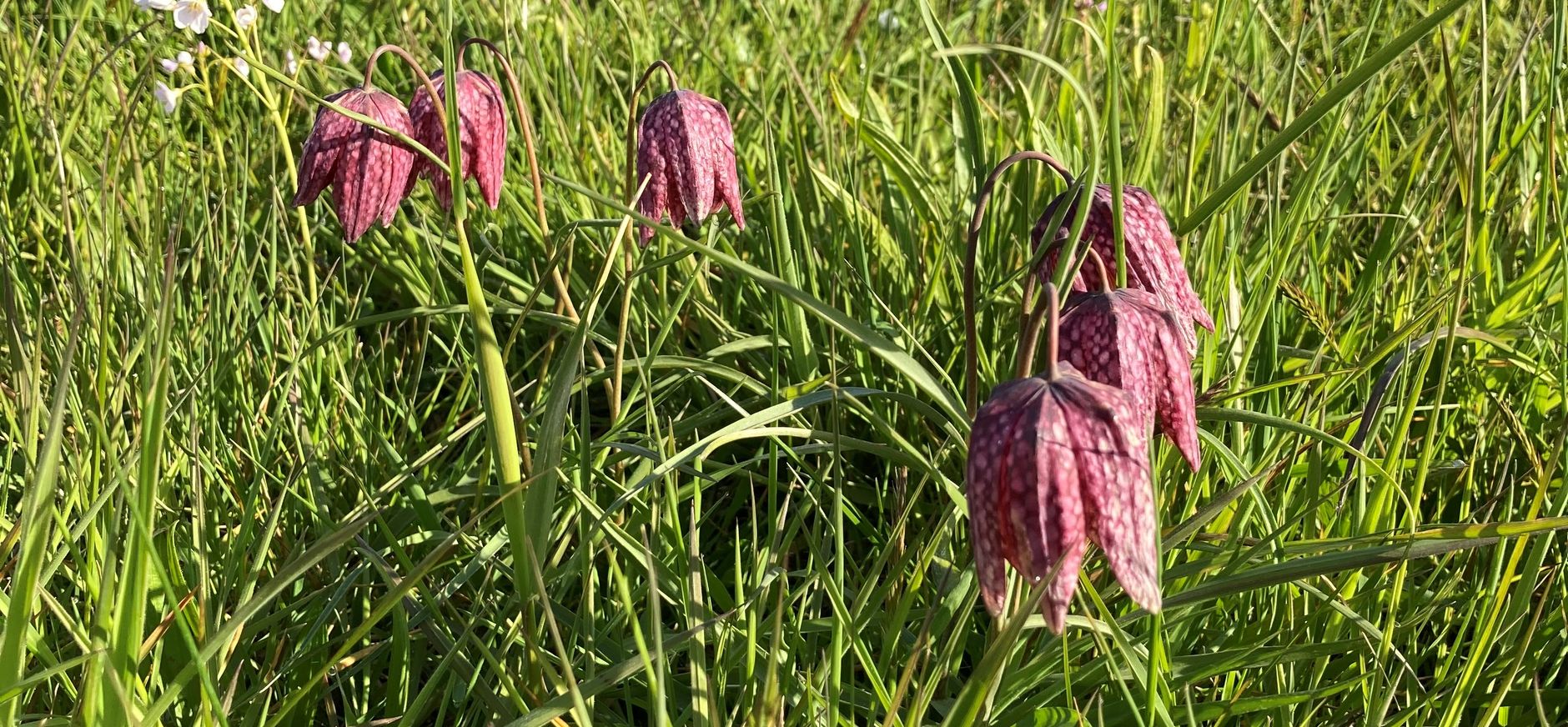 Kievitsbloemen