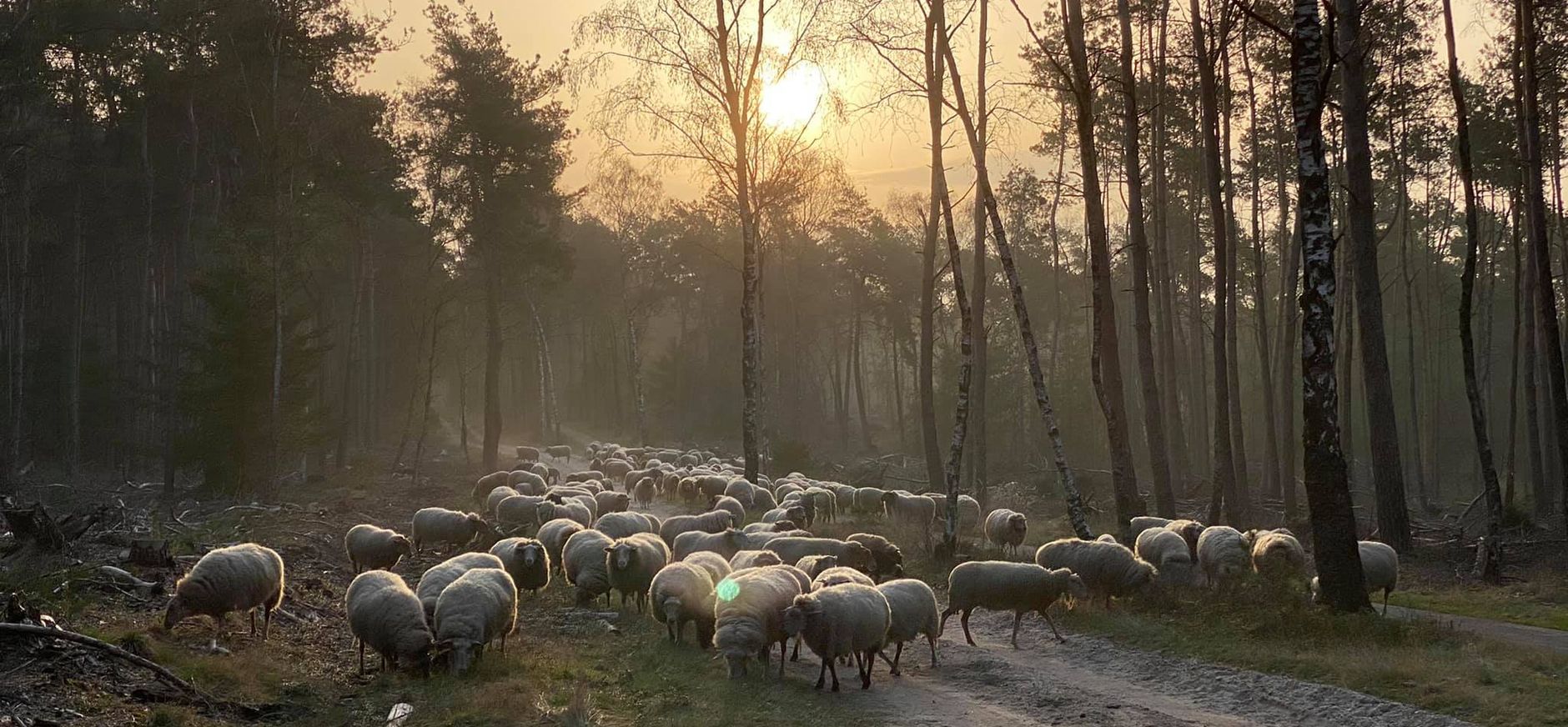 Schaapskudde weer terug voorjaar 2021
