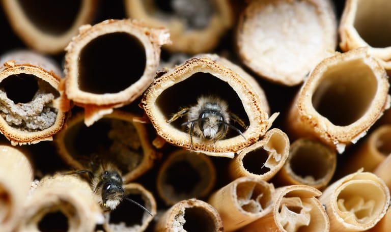 Zelfgemaakt insectenhotel met holle stengels voor wilde bijen