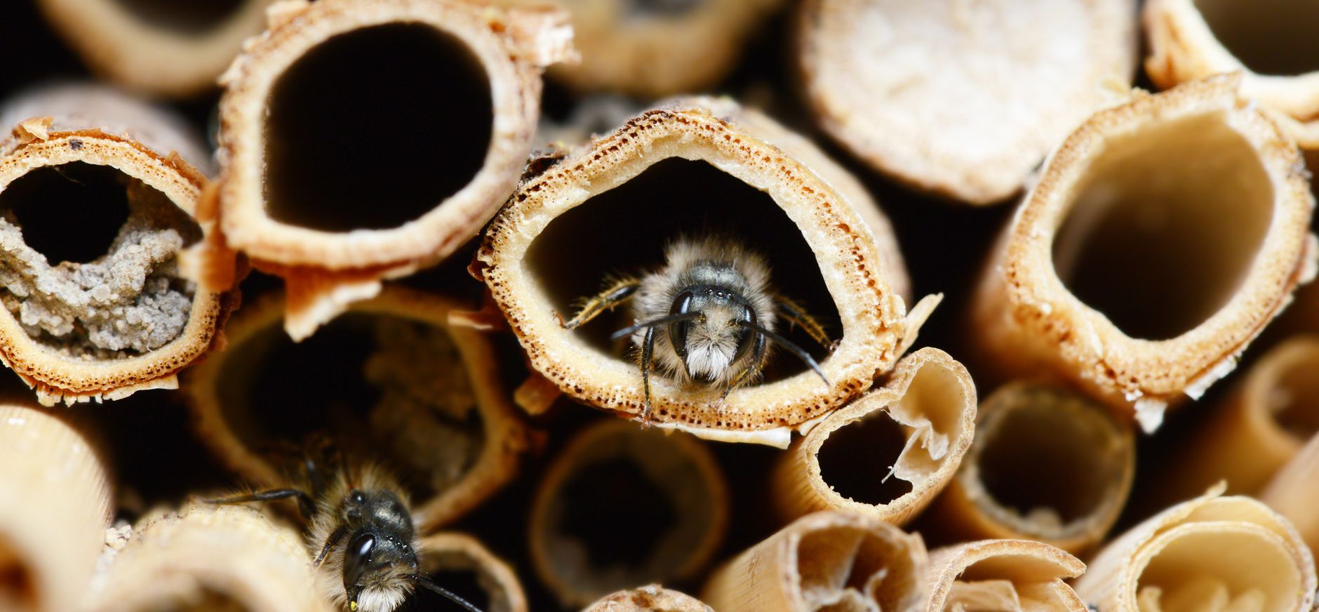 Zelfgemaakt insectenhotel met holle stengels voor wilde bijen