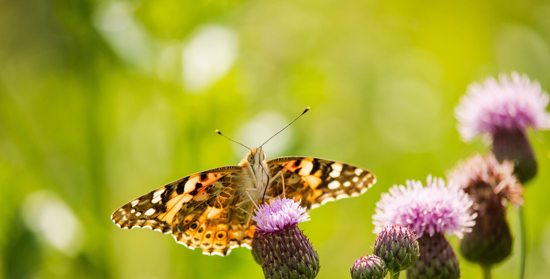 270 haal - nm - insectenredpakket - achterplaat 