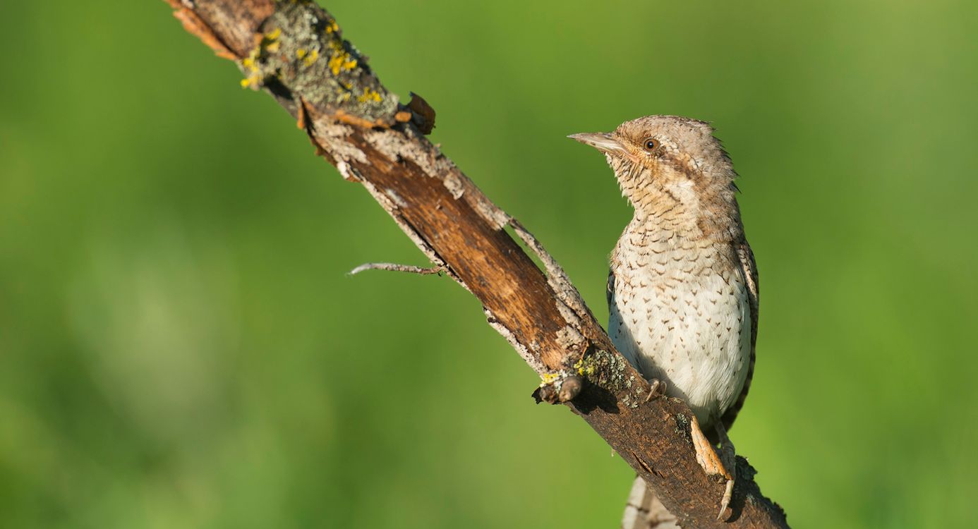 Woningnood voor zeldzame draaihals