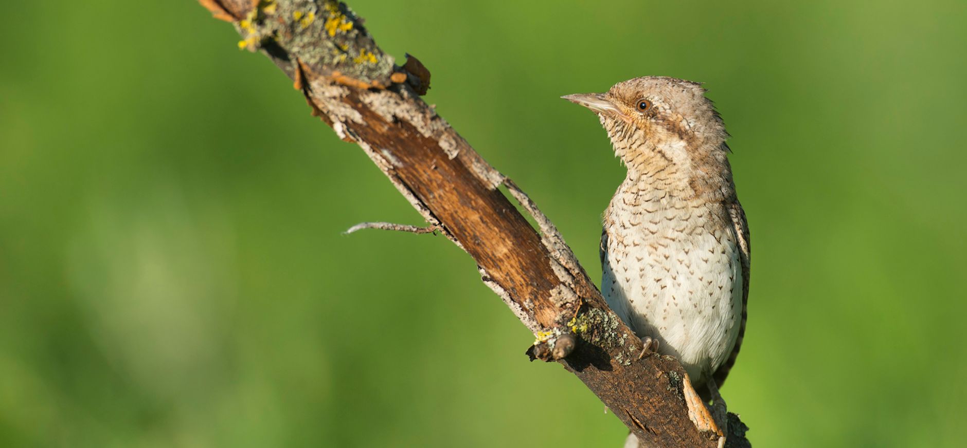 Woningnood voor zeldzame draaihals