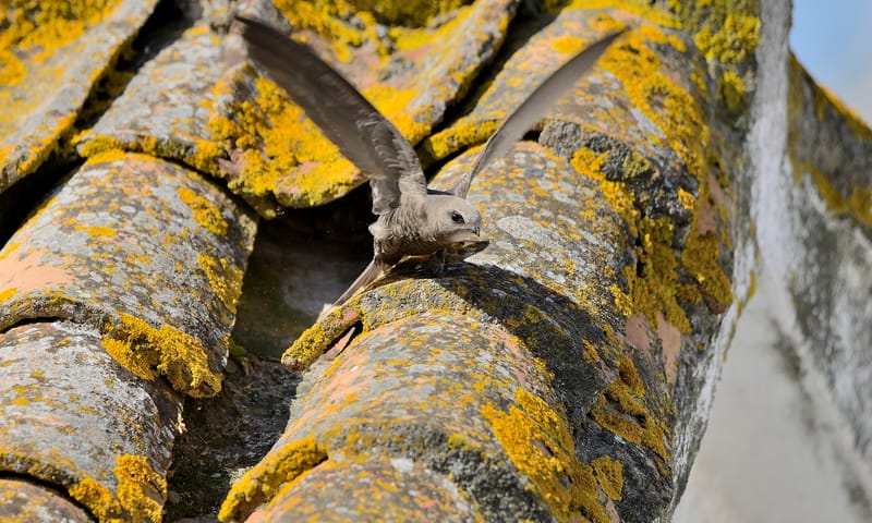 Gierzwaluw op dakpannen