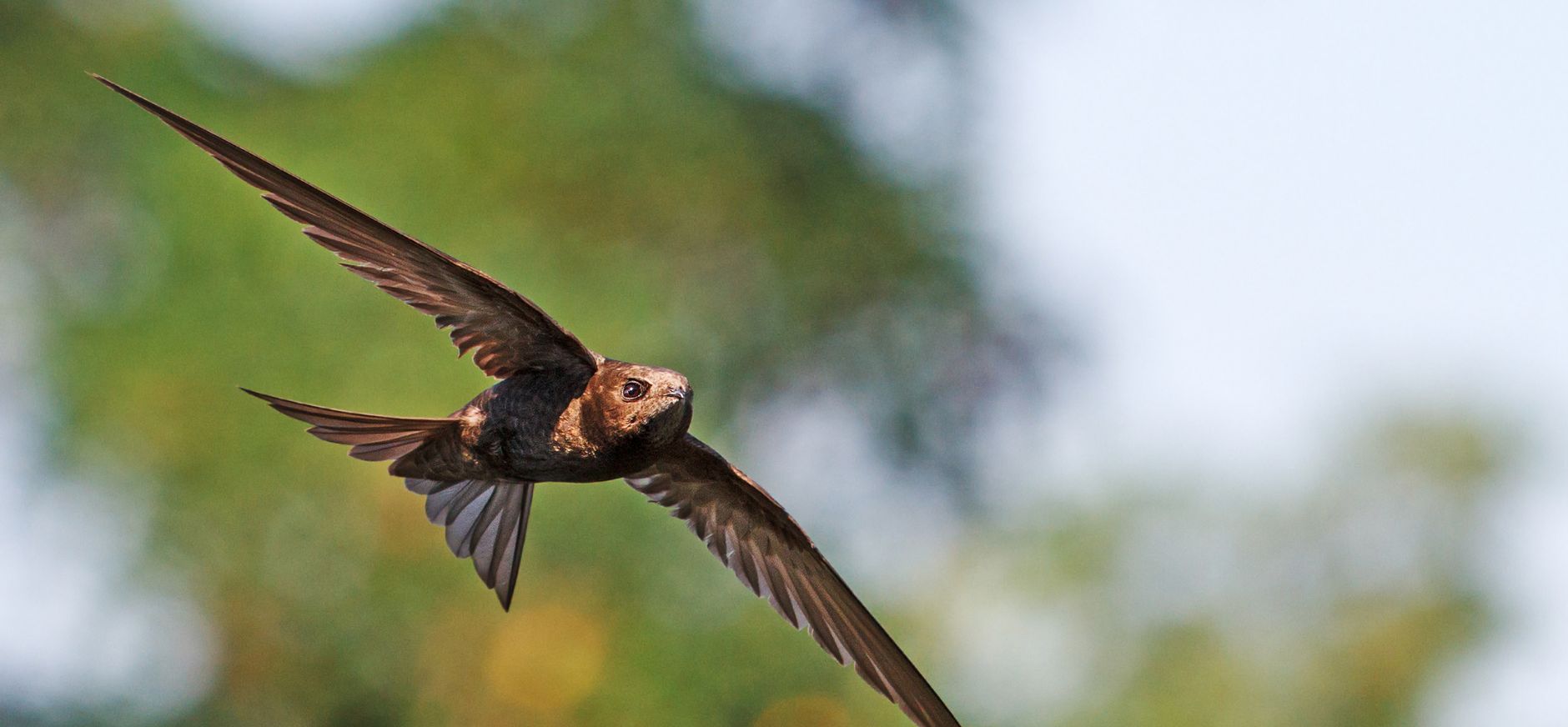 Gierzwaluw van dichtbij