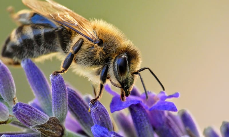 Honingbij