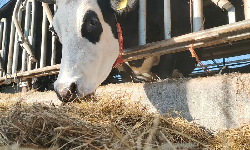 Koe bij Jeroen van der Kooij op Hoeve Rust-hoff