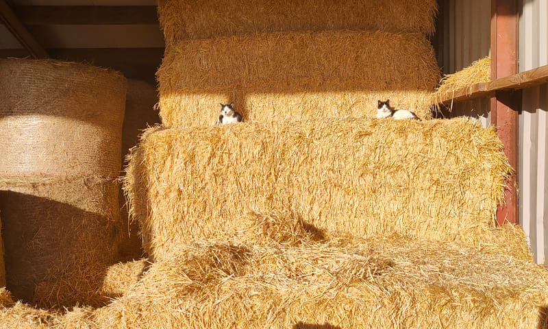 Katten bij boer Jeroen van der Kooij