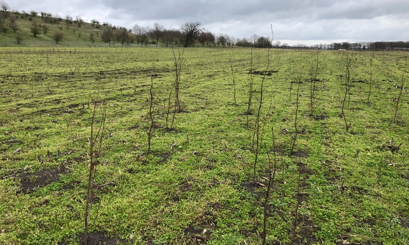 jonge boompjes Vetpeelweg maart 2021