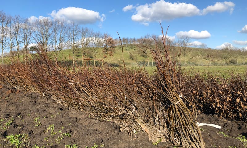 Plantgoed Vetpeelweg. 