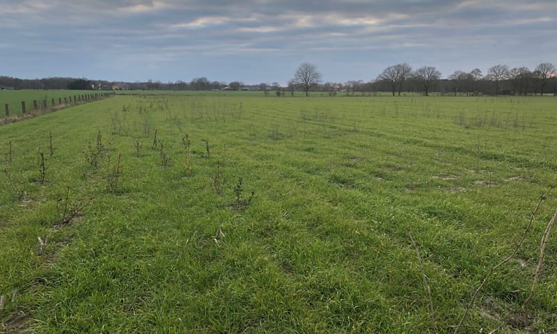 bosperceel Weert - maart 2021