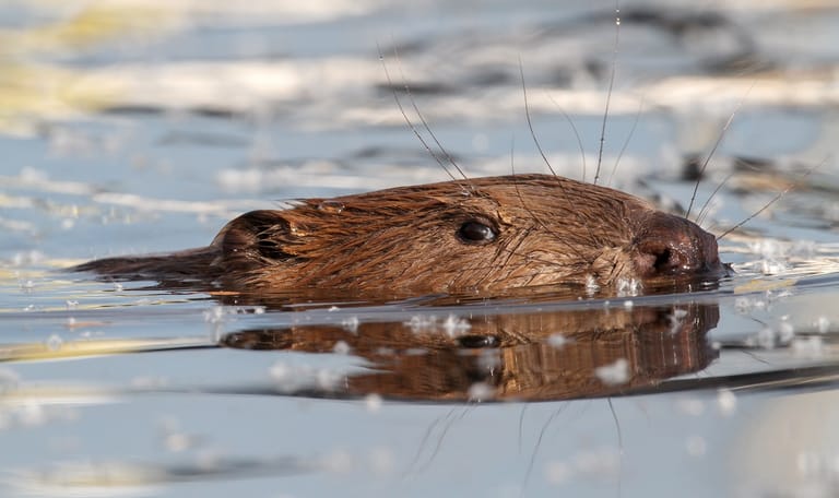 Beverroute Tiengemeten
