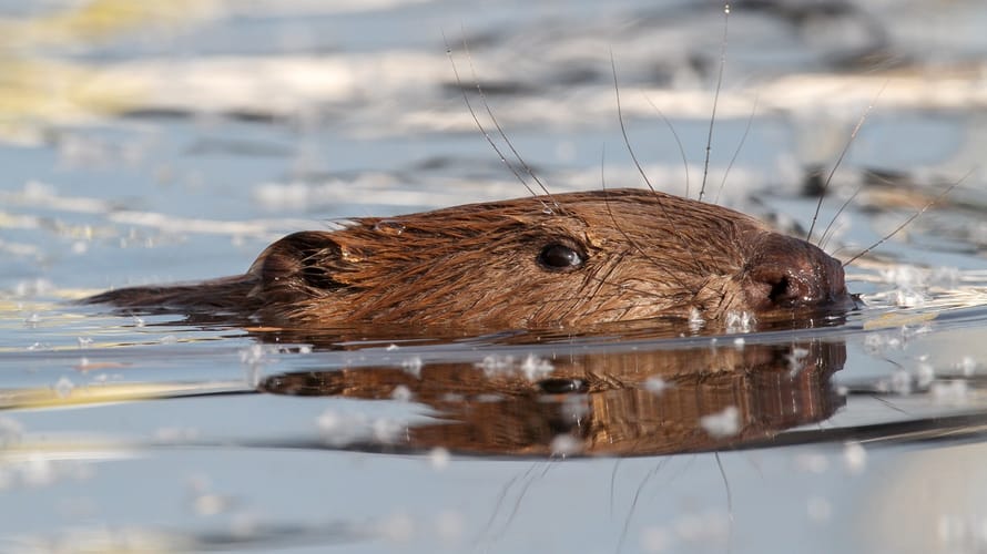 Beverroute Tiengemeten