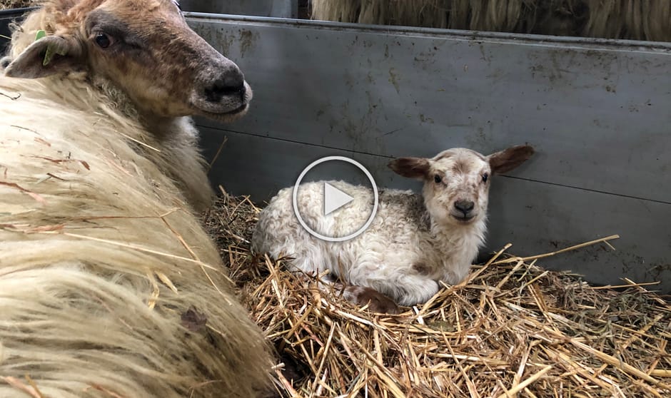 Video lammetjes