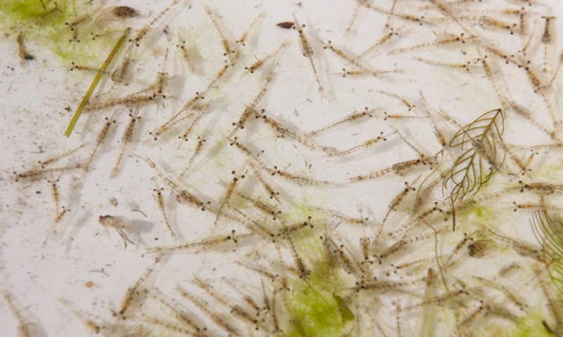Natuursuccessen