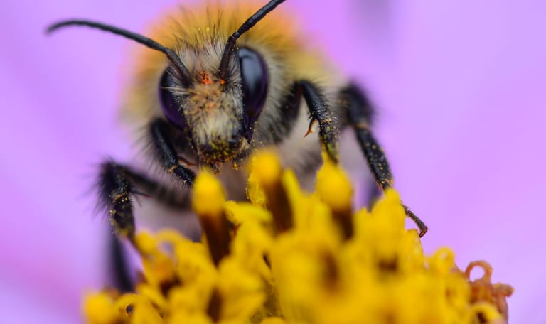 Hommel