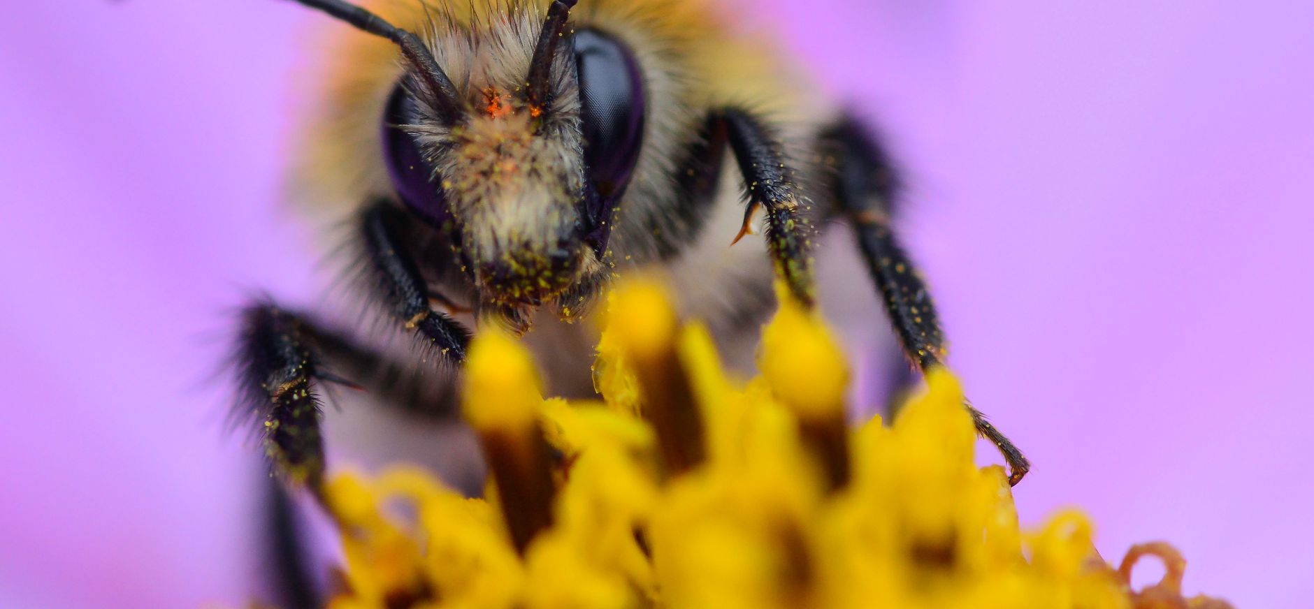Hommel