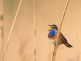 Blauwborstroute
