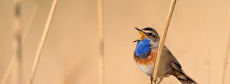 Blauwborstroute