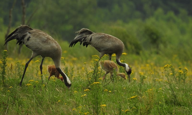 Kraanvogels met jong