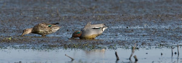 Wintertaling