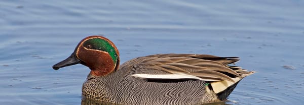 wintertaling