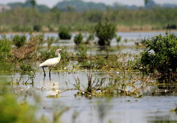 zilverreiger