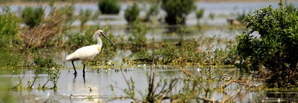 Zilverreiger