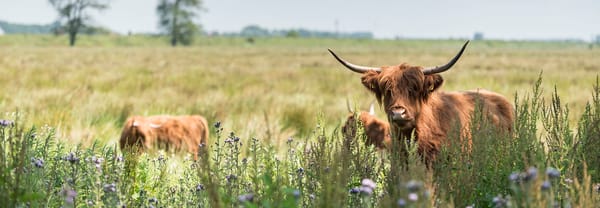 Schotse hooglanders