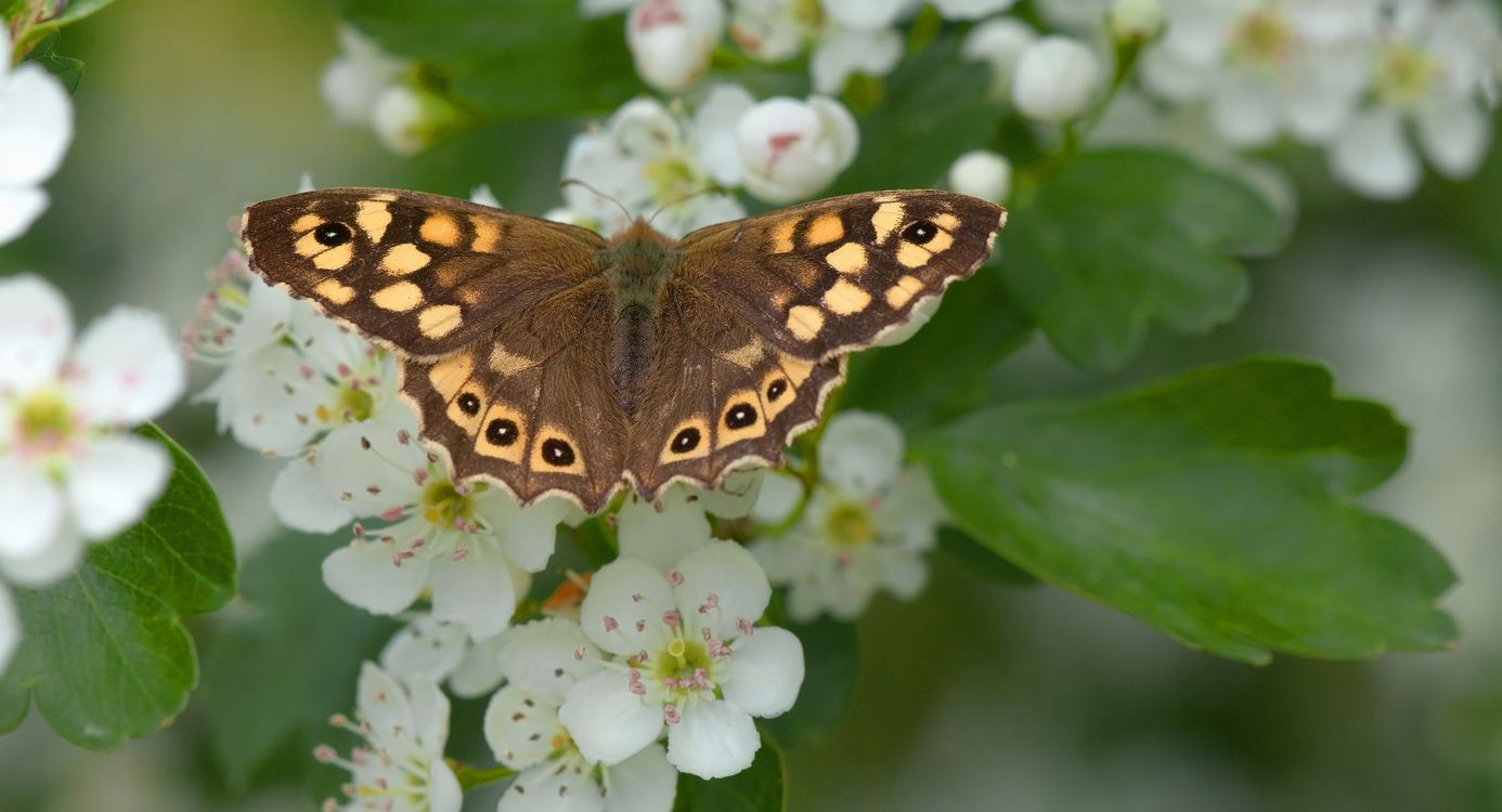 Zweefvlieg op meidoornbloesem