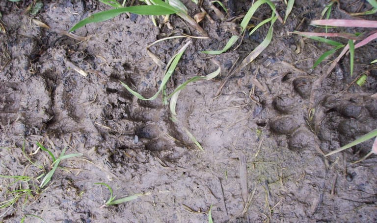 dassen spoor