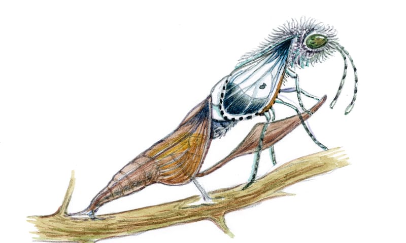 Oranjetip  ontpoppen