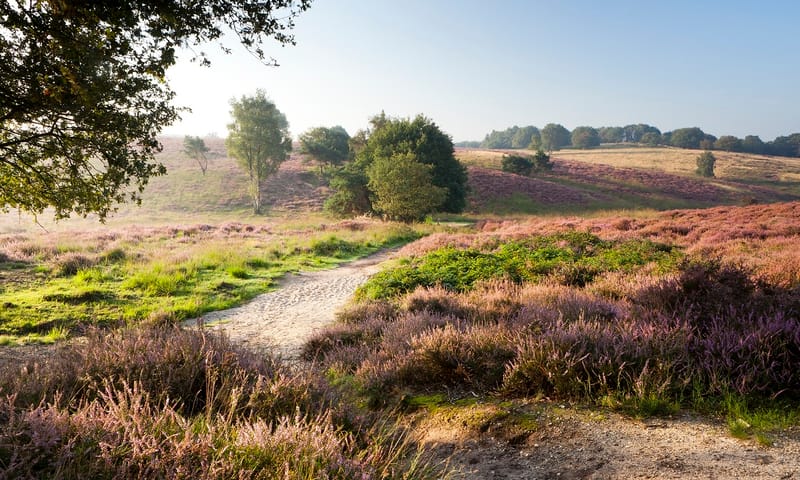Rondje Mookerheide