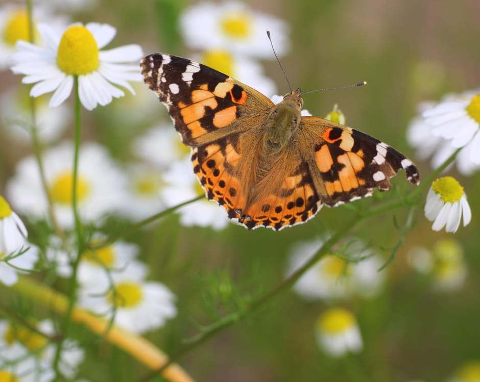 Distelvlinder op kamille