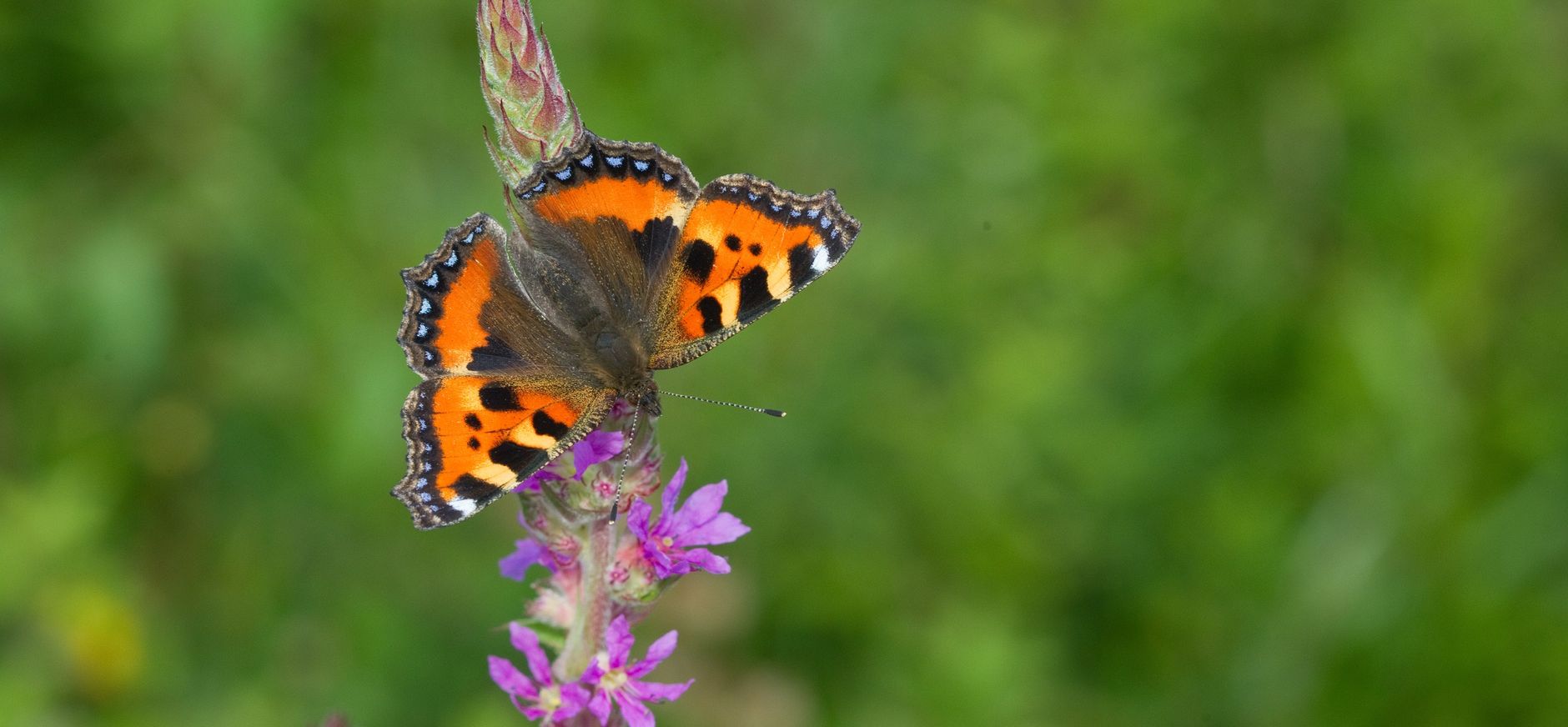 Kleine vos vlinder op bloem