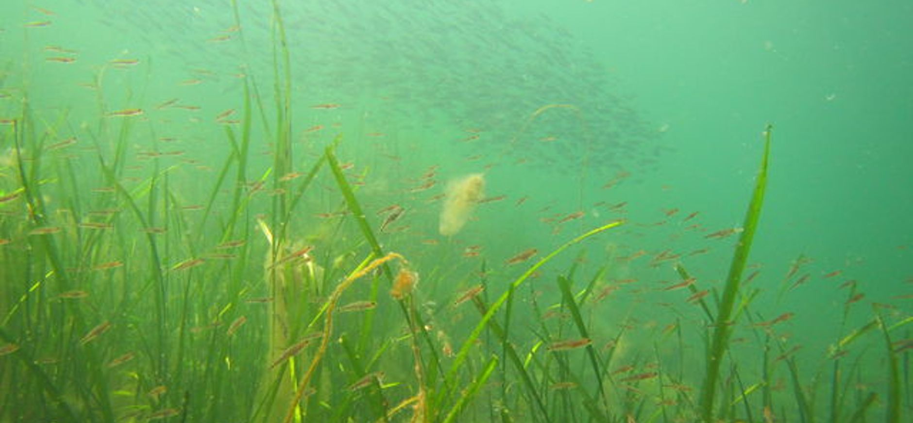 Natuursuccessen