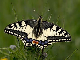 Vlinderroute Marker Wadden