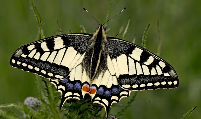 Vlinderroute Marker Wadden