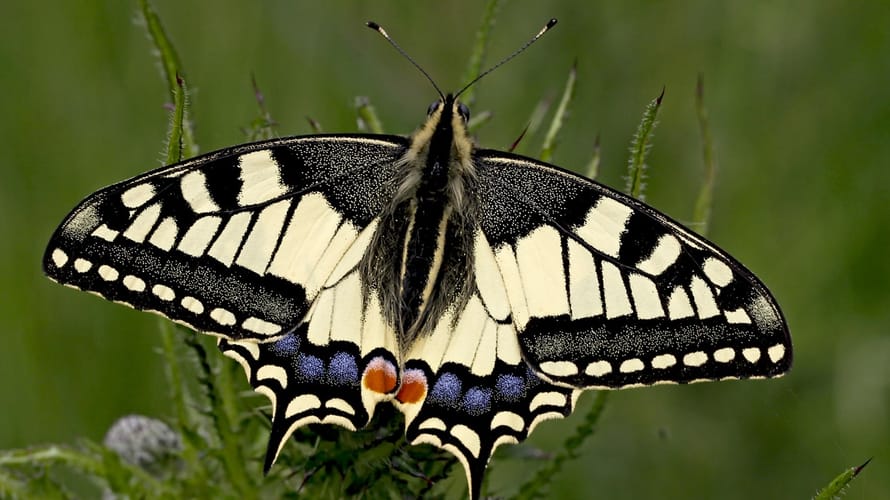 Vlinderroute Marker Wadden