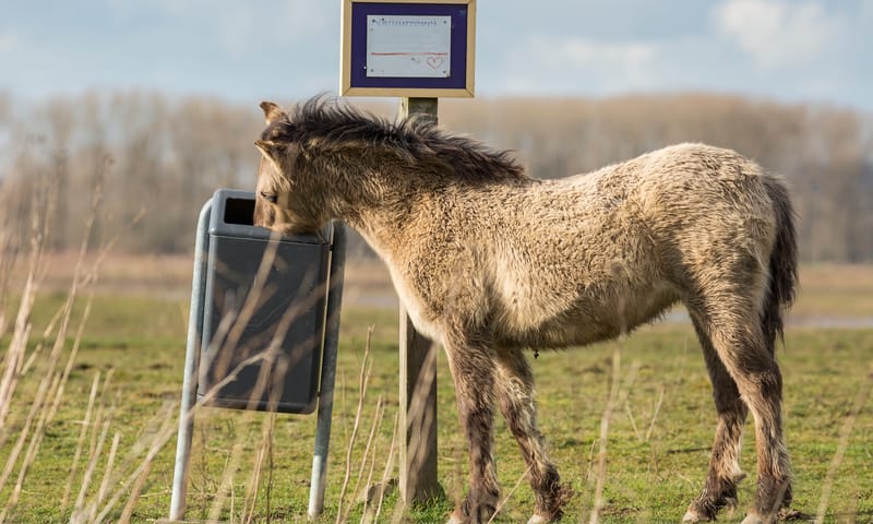 Konik bij prullenbak