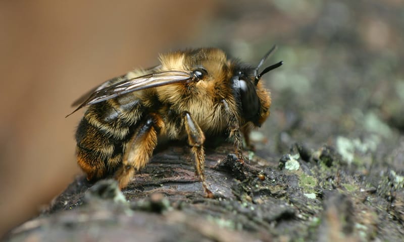 Gewone schermbij