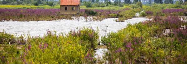Nieuw Tiengemeten