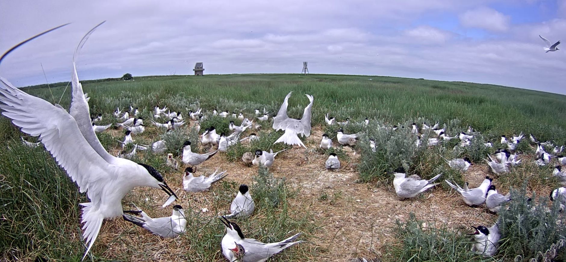 Grote stern kolonie op Griend