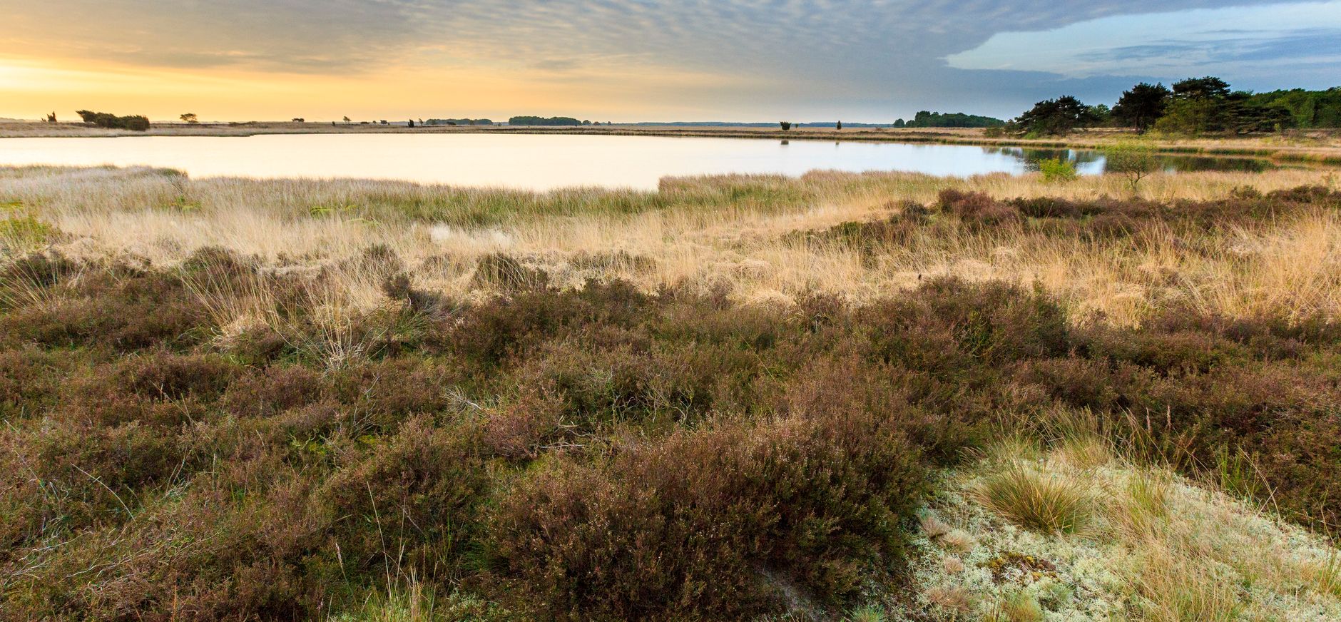Dwingelderveld