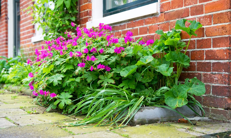 Geveltuin kleine tuin tuintip