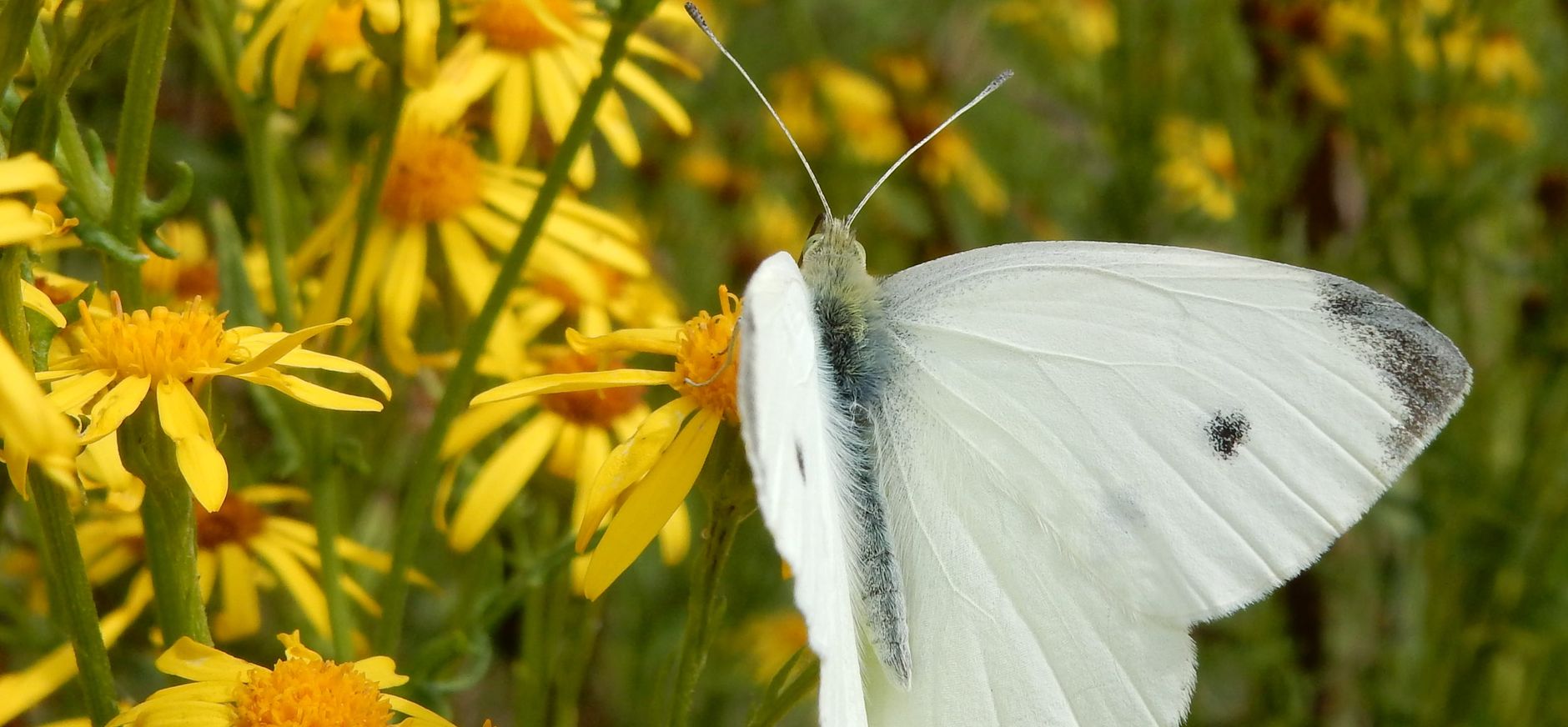 Vlinderroute Marker Wadden koolwitje