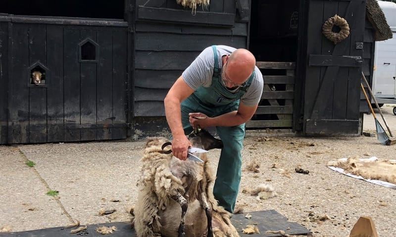 Schapen knippen