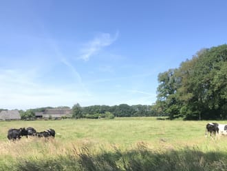 koeien boerderij hackfort